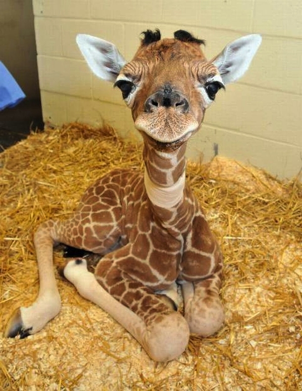 Can Baby Giraffes Sing The Blog Of Penny Lyon